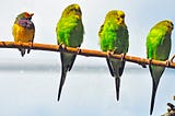 a photo of birds on a branch, three are identical budgies, one is a multicoloured song bird