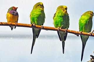 a photo of birds on a branch, three are identical budgies, one is a multicoloured song bird